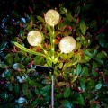 photo_29629