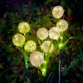 photo_29630